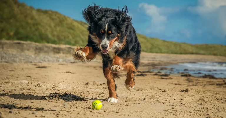A dog chasing a tennis ball on the beach.