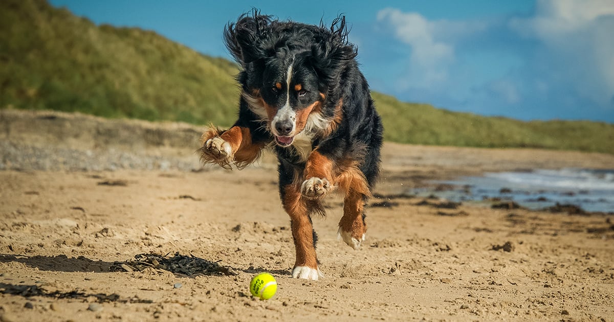 A dog chasing a tennis ball on the beach.