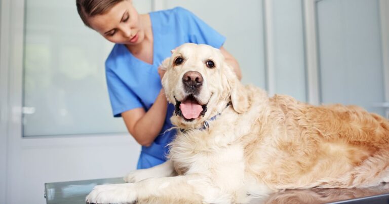 An older dog lying on a table getting examined by a veterinarian.