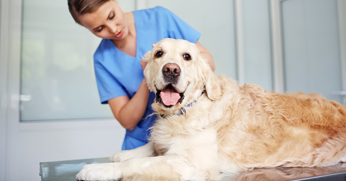 An older dog lying on a table getting examined by a veterinarian.