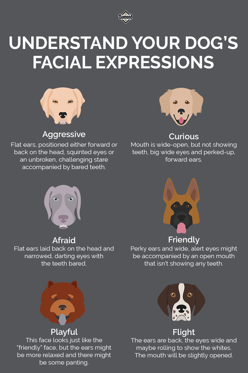 An interior graphic depicting dogs' different facial expressions and what they mean.