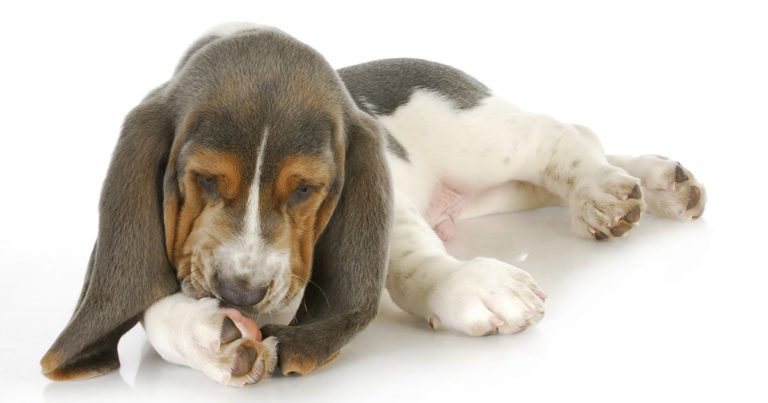 A young puppy lying down licking its paws.