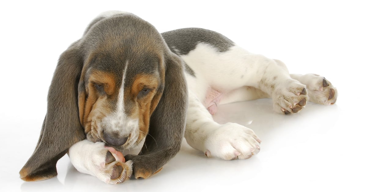 Basset Hound Dog Licking Its Paw | Diamond Pet Foods