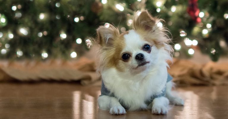 Close-Up of Long-Haired Brown and White Chihuahua Dog Sitting by Christmas Tree | Diamond Pet Foods
