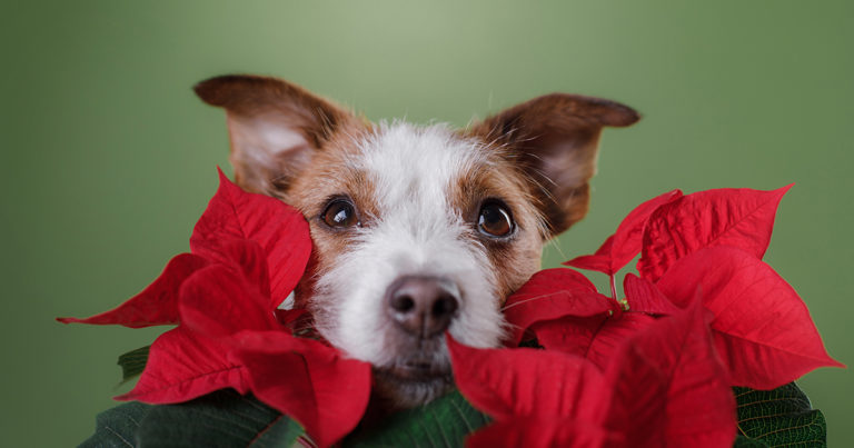 A dog resting its face in a poinsettia plant.