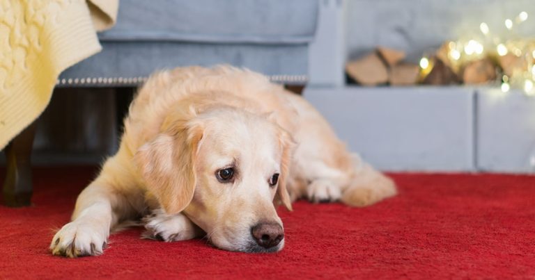 A sad-looking dog lying on the floor.