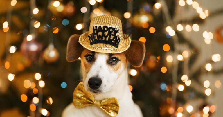 Dog Wearing Happy New Year Hat | Diamond Pet Foods