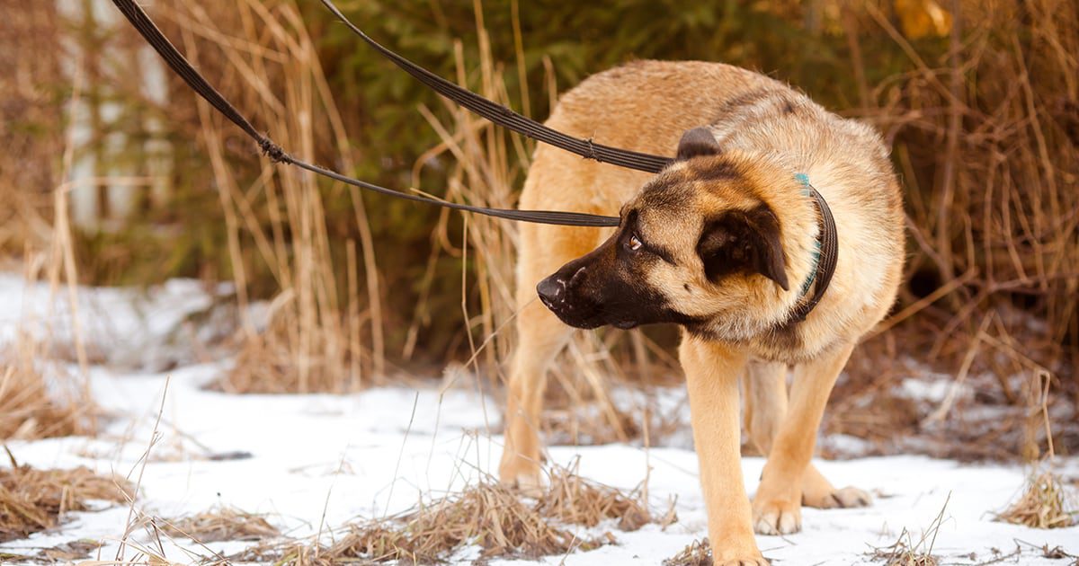 A German shepherd dog walking on a leash outside in the snow.