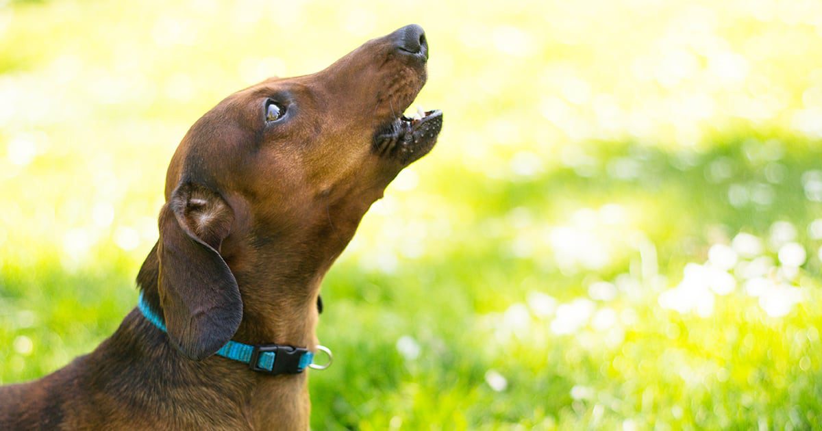 A dachshund howling in the grass outside.