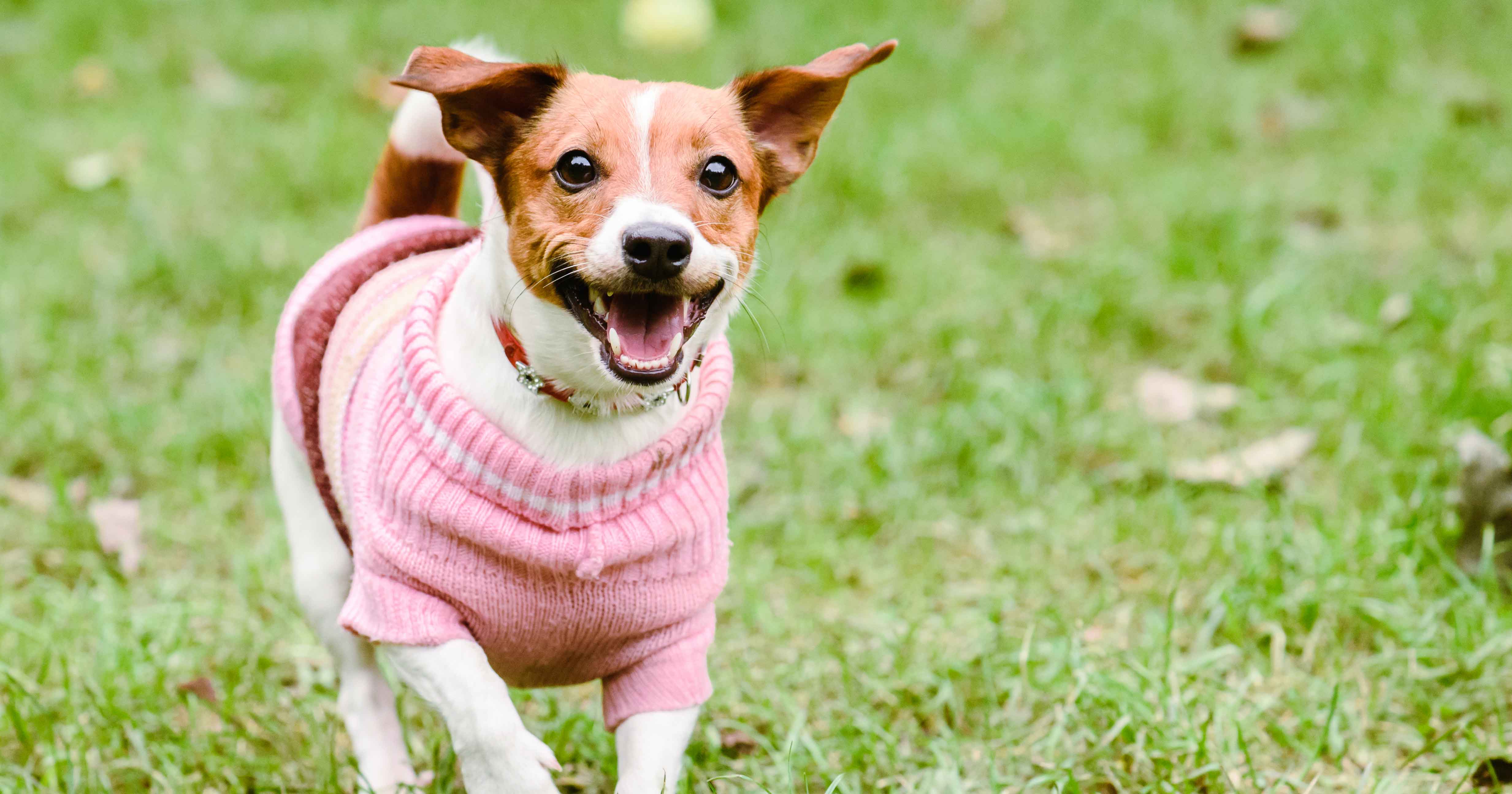 A small dog wearing a pink and white sweater trotting outside.