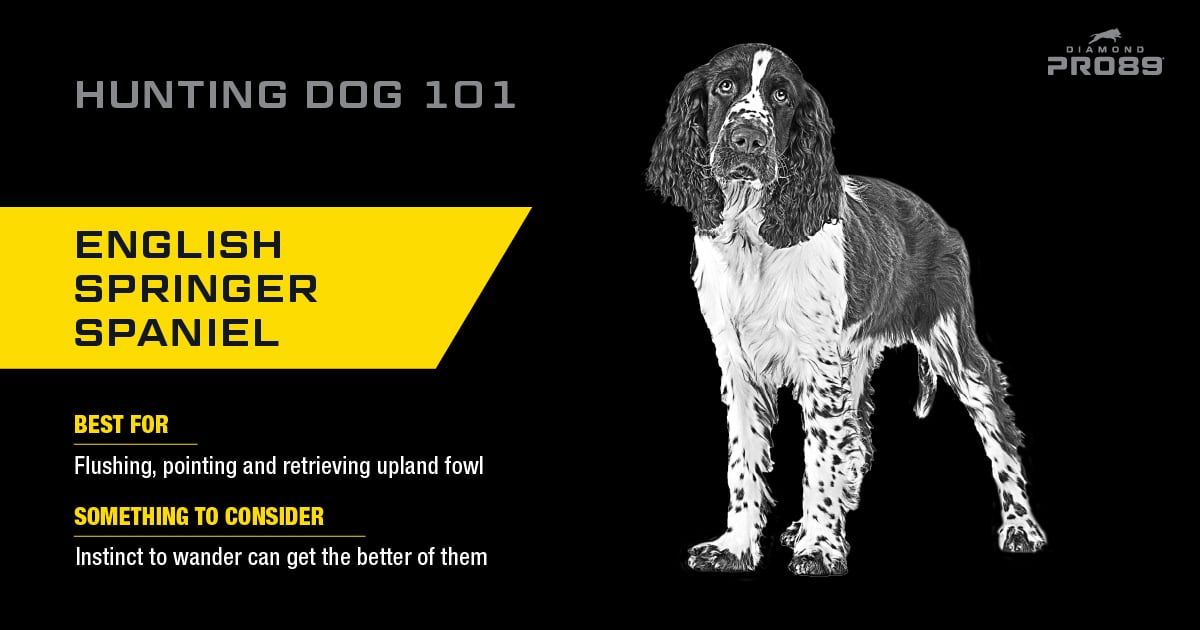 An interior graphic detailing the hunting qualities of a English springer spaniel.