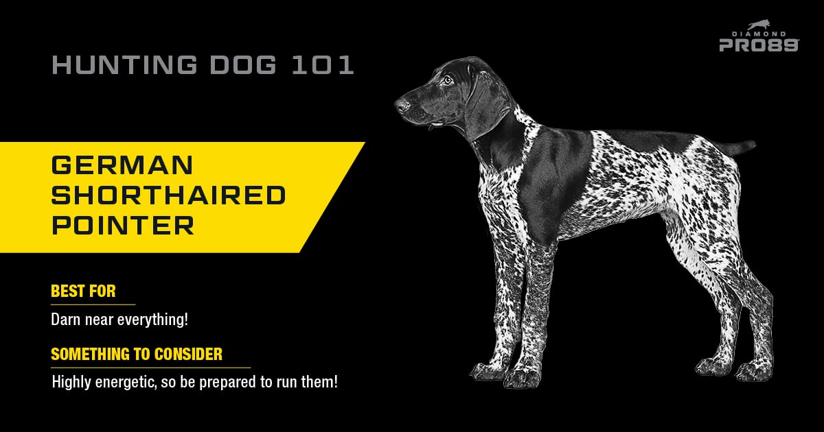 An interior graphic detailing the hunting qualities of a German shorthaired pointer.