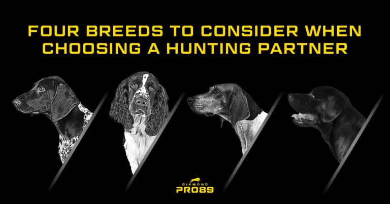 A black and white image of four different dog breeds next to text that reads, 'Four breeds to consider when choosing a hunting partner'.
