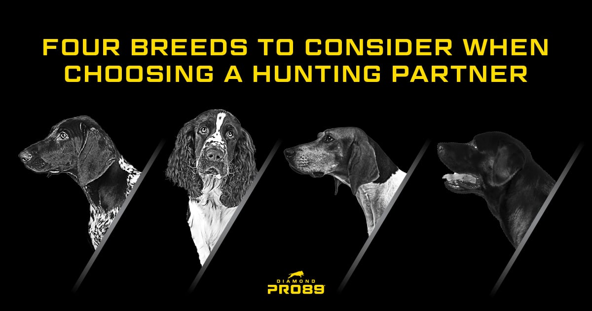 A black and white image of four different dog breeds next to text that reads, 'Four breeds to consider when choosing a hunting partner'.