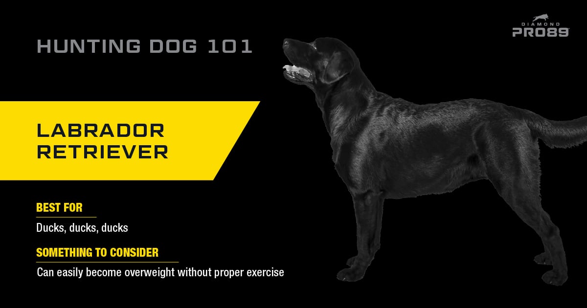 An interior graphic detailing the hunting qualities of a Labrador retriever.