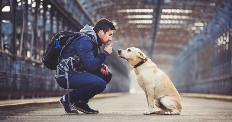 A man kneeling in front of a sitting dog with his finger in the dog's face issuing a command.