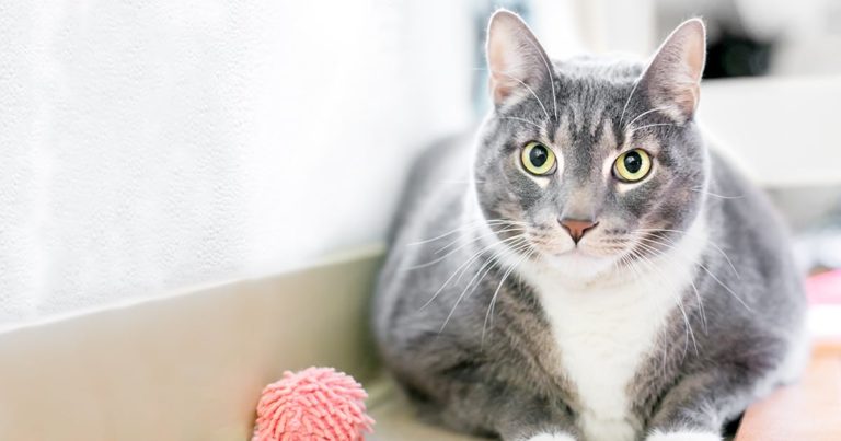 Overweight Cat Sitting on the Floor | Diamond Pet Foods