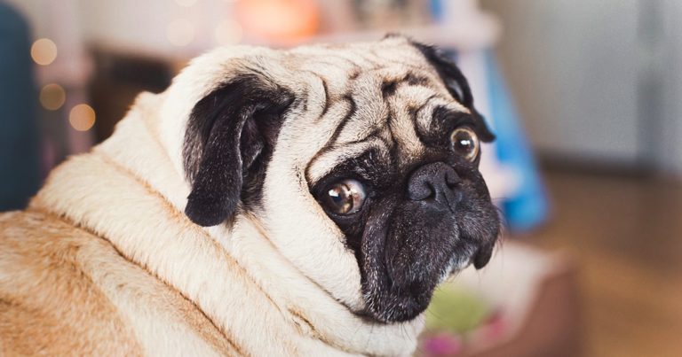 Pug Dog Photo Portrait | Diamond Pet Foods