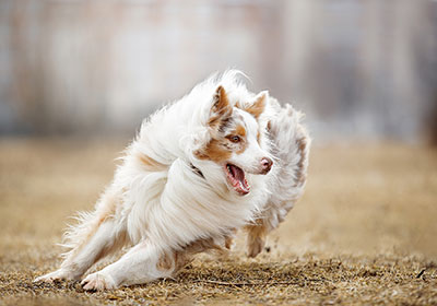 Australian Shepherd Dog Running | Diamond Pet Foods