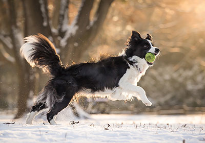 Border Collie Dog Running | Diamond Pet Foods