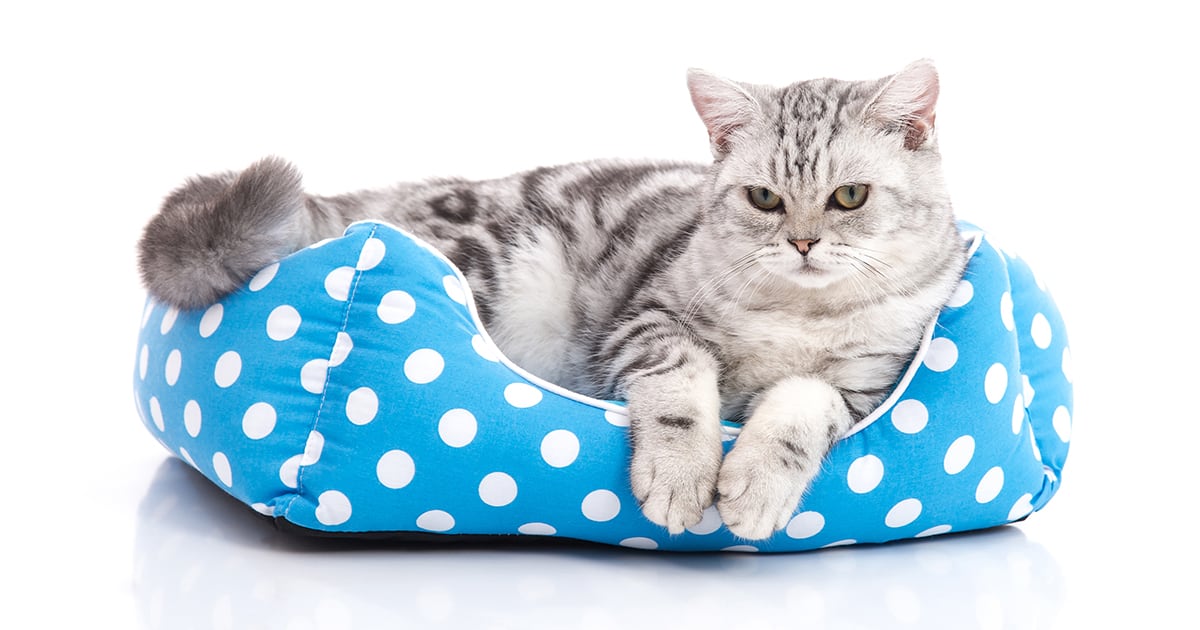 A cat lying comfortably in a blue cat bed.
