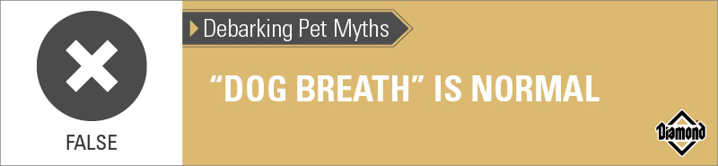 An interior graphic with text that reads, 'Debarking Pet Myths: Dog breath is normal — False'.