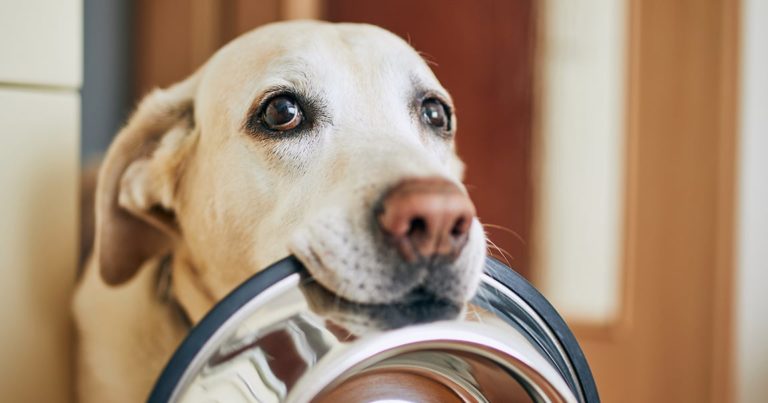 A dog holding a food bowl in its mouth.