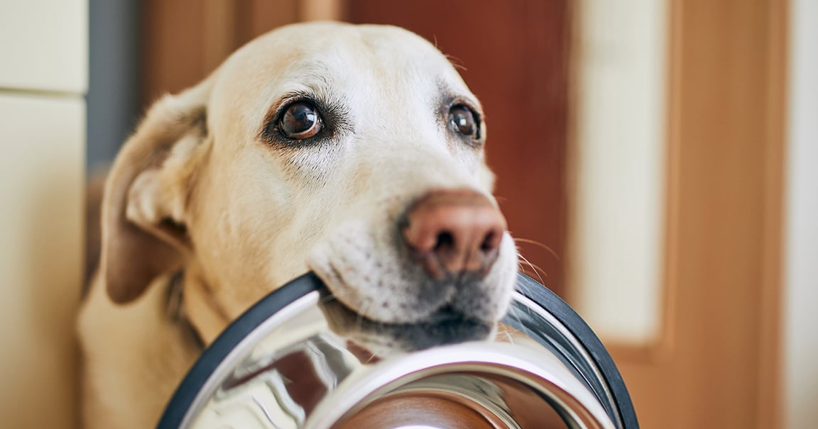 Dog Holding Food Bowl in Its Mouth | Diamond Pet Foods