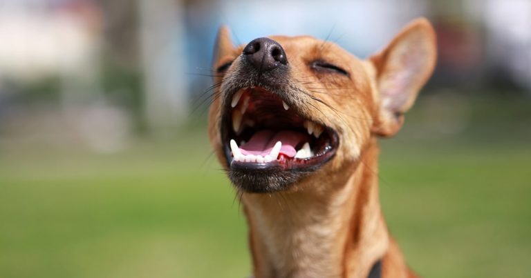 A dog standing in the sun with its mouth open.