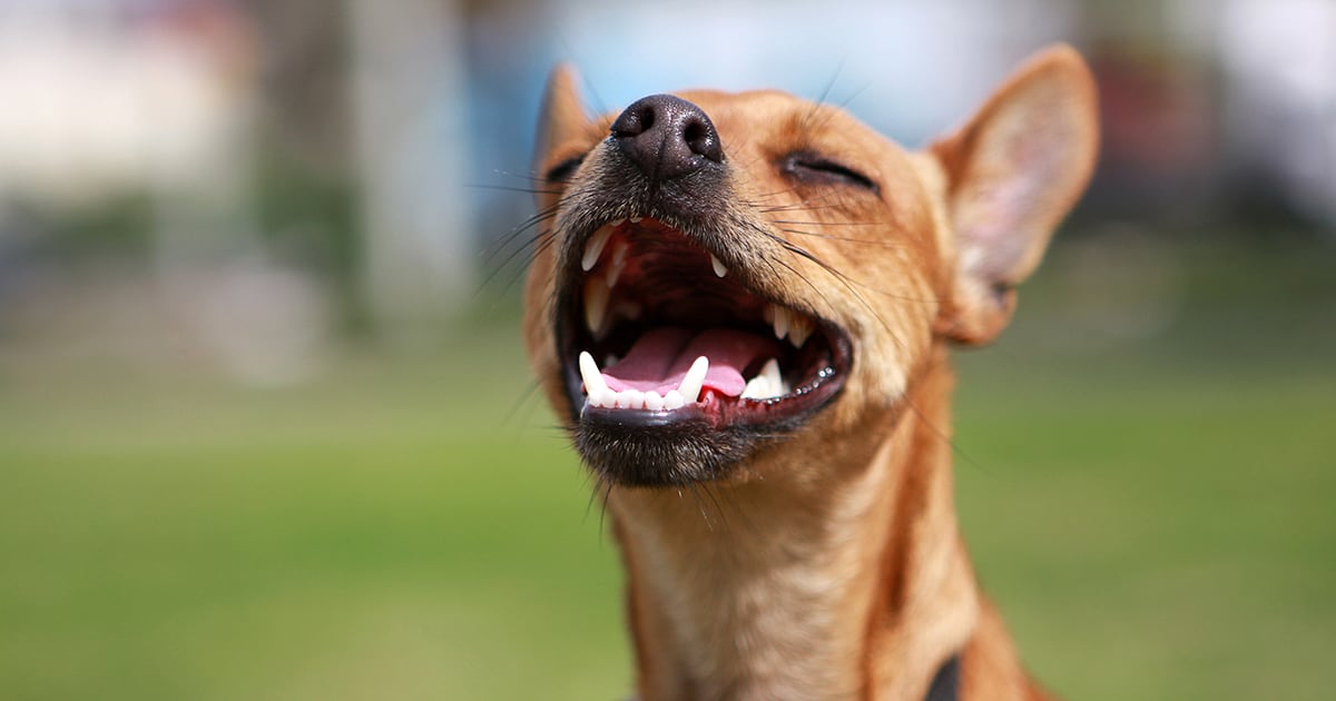 Dog Opening Its Mouth | Diamond Pet Foods