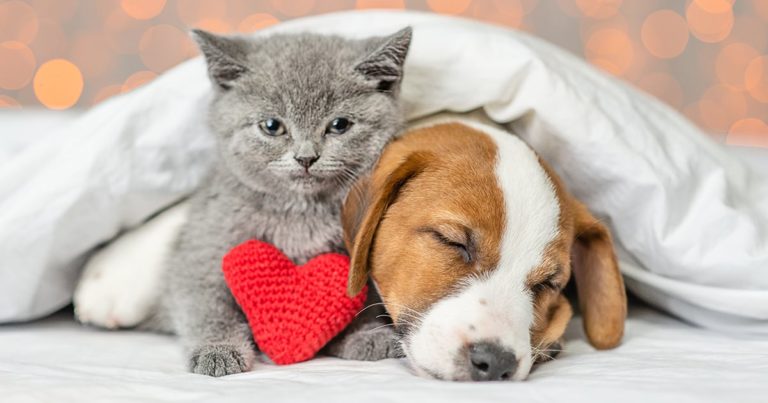 A kitten and a puppy snuggling under a blanket with a red heart toy.