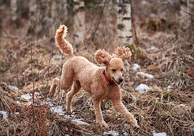 Standard Poodle Dog Running | Diamond Pet Foods