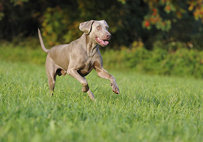 Weimaraner Dog Running | Diamond Pet Foods