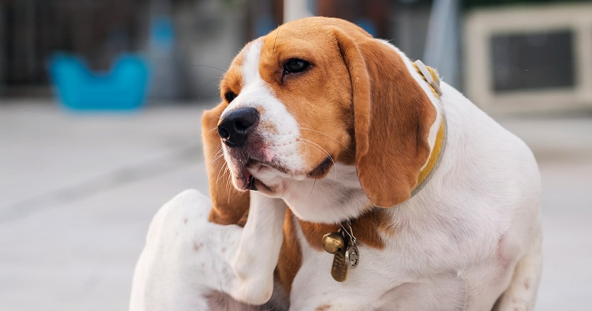 Beagle Dog Scratching Its Ear | Diamond Pet Foods