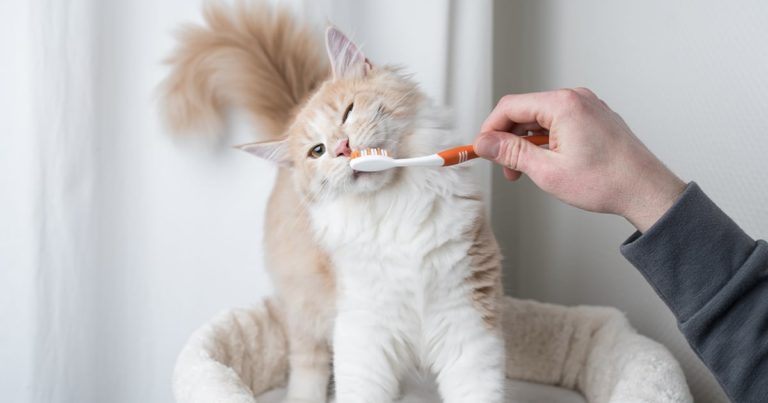 A hand holding an orange toothbrush up to a cat's mouth.