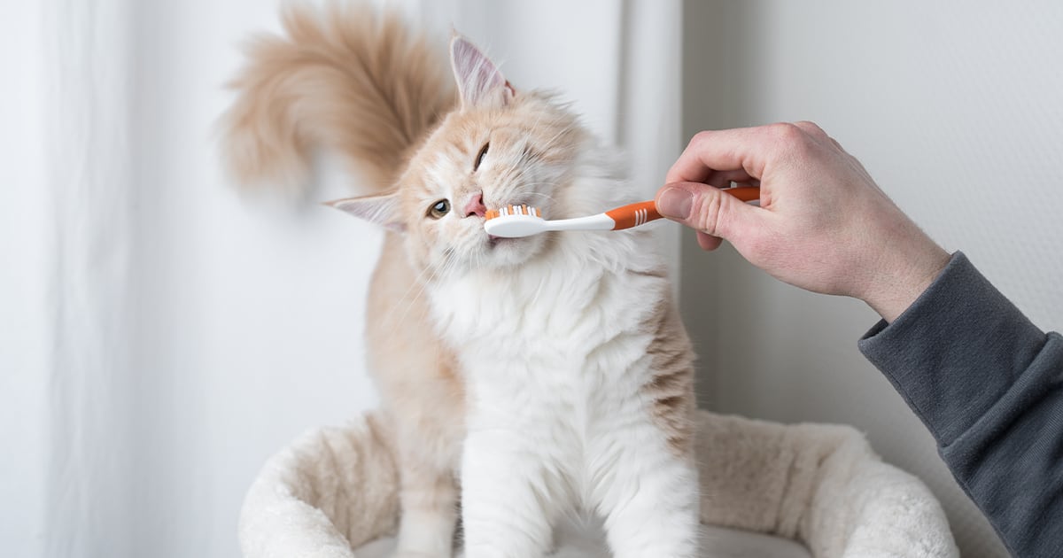 Cat Getting Their Teeth Brushed | Diamond Pet Foods