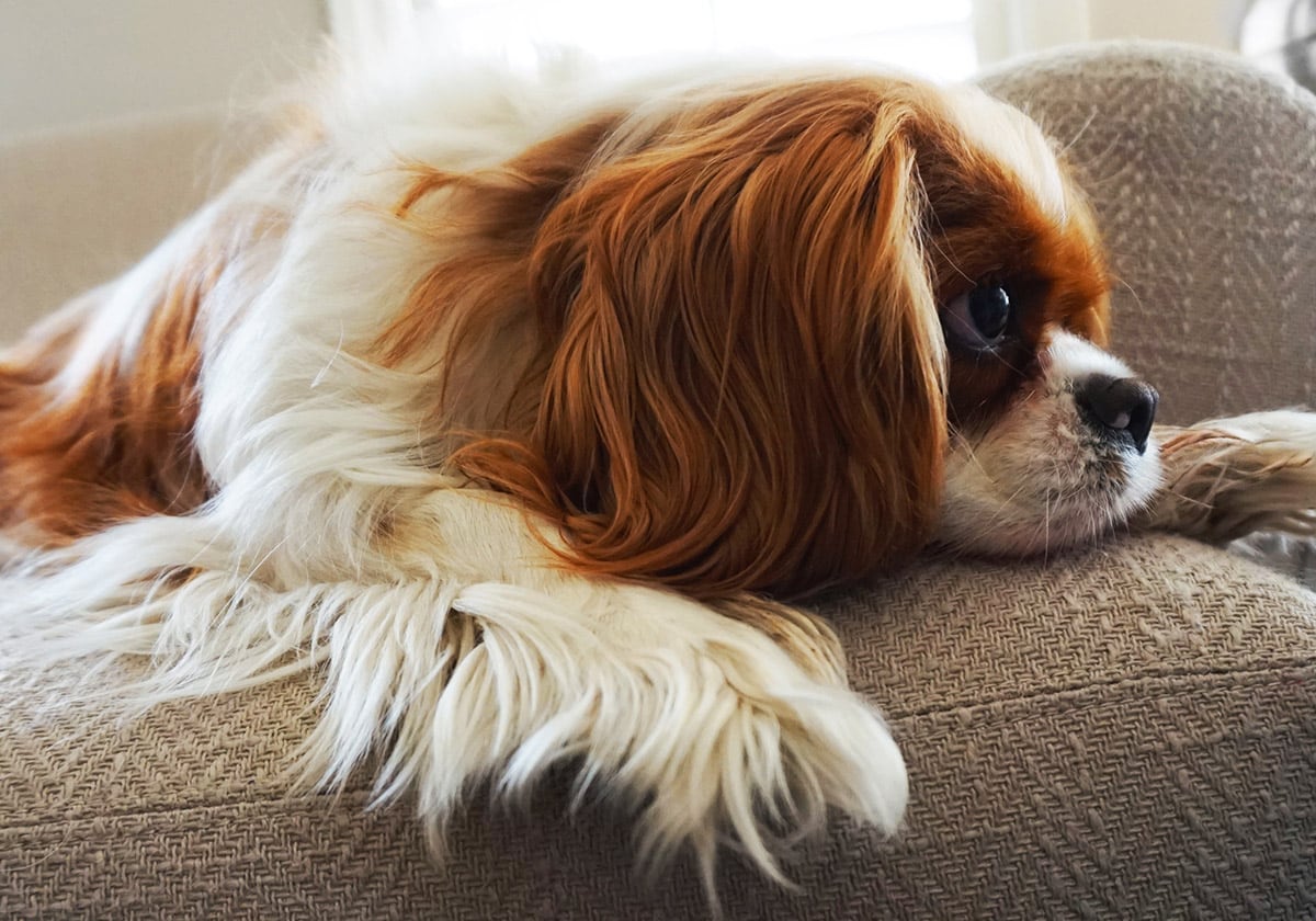 Cavalier King Charles Spaniel on a Sofa | Diamond Pet Foods