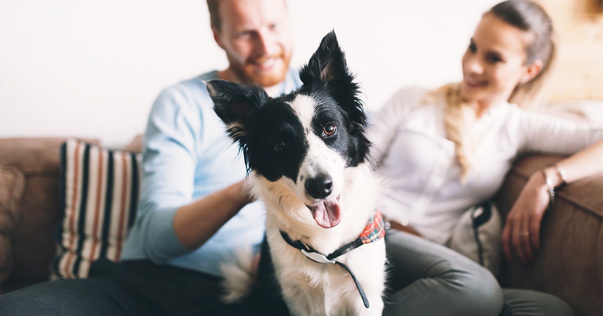 A black and white dog sitting between a couple on the couch.