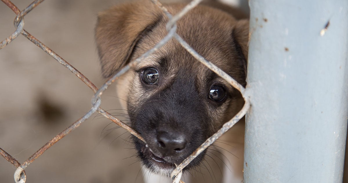 A close-up of a young puppy behind a chain-link fence, chewing on the fence.