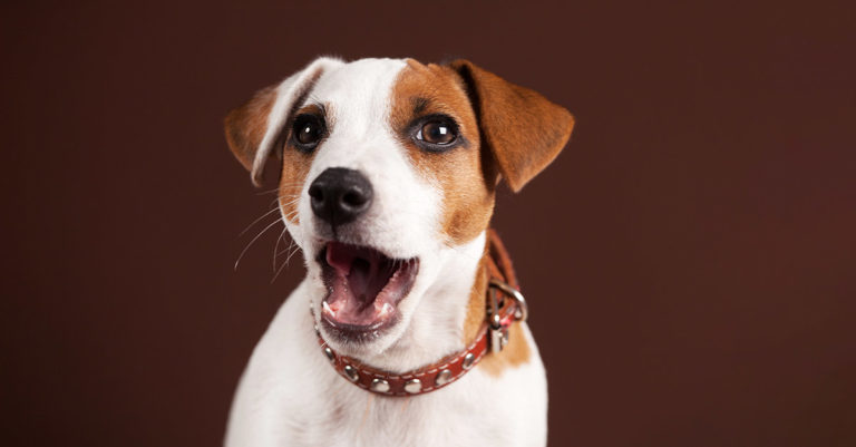 A white and brown dog with its mouth open.