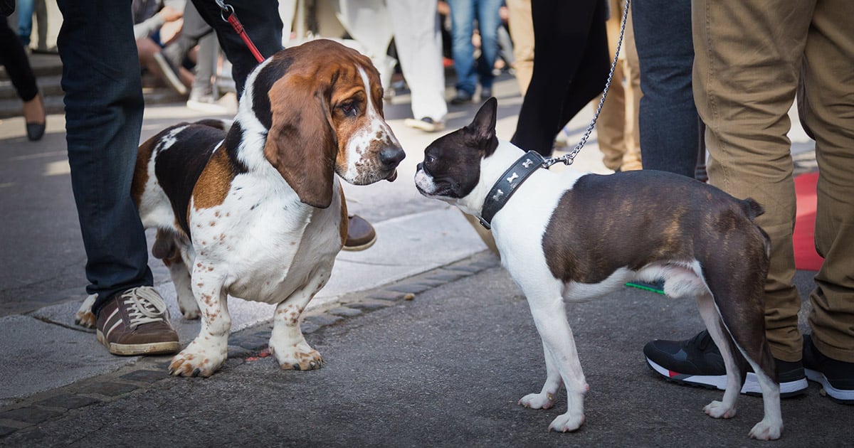 Dogs Meeting in the City | Diamond Pet Foods