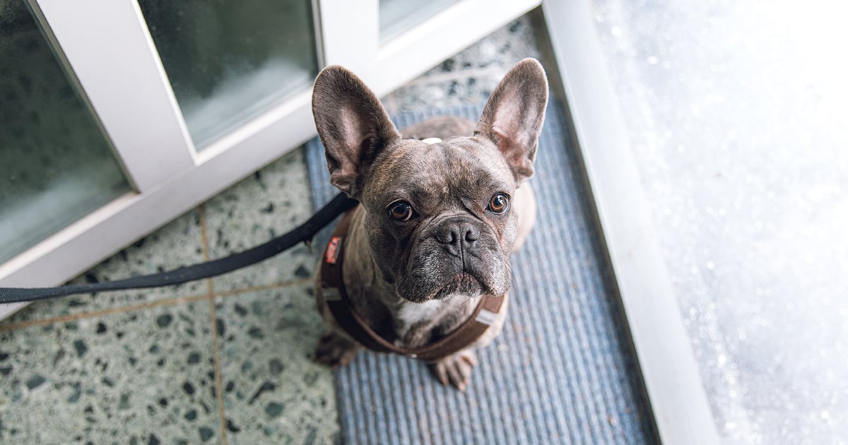 A French bulldog on a leash sitting on doorstep.