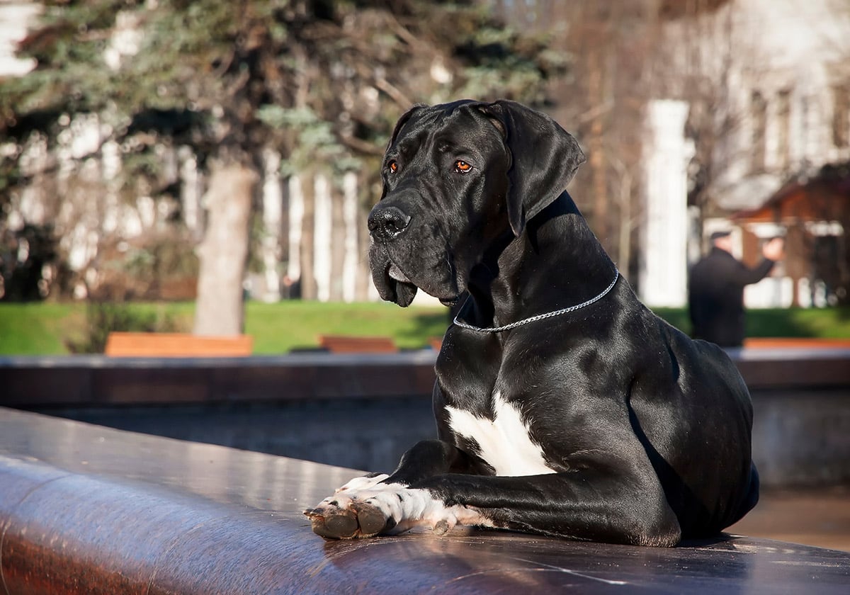 Great Dane in a Park | Diamond Pet Foods