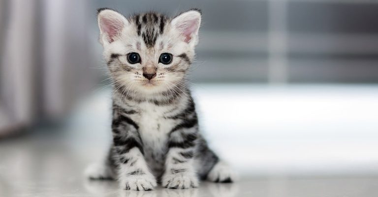 A white and black striped kitten sitting on the floor.