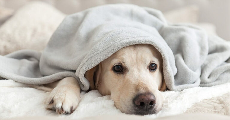 A yellow Labrador dog lying on a bed underneath a blanket looking sad.