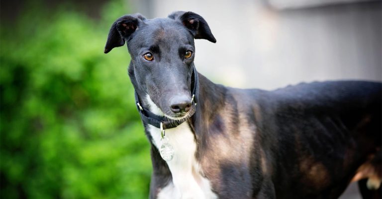 Greyhound Cuddling Teddy Bear | Diamond Pet Foods