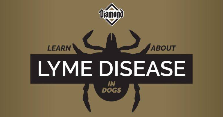 A cartoon graphic of a tick with text overlaid that reads, 'Learn about Lyme disease in dogs'.