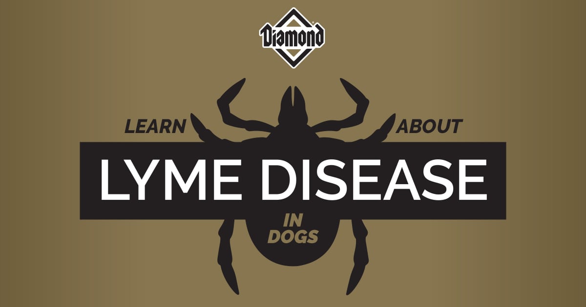 Learn About Lyme Disease in Dogs Header Graphic | Diamond Pet Foods