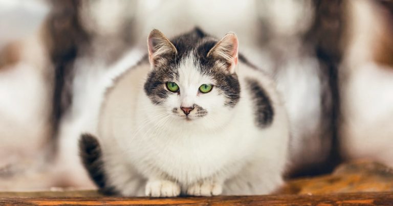 Overweight Cat Sitting Down | Diamond Pet Foods