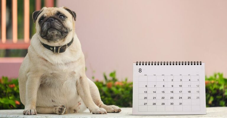 An overweight pug sitting on the ground next to a calendar.